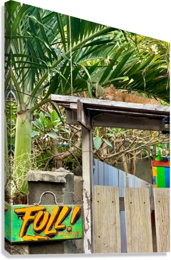 Full House Kitty Cat Canvas Print