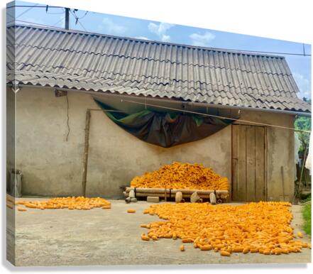 Dry Corn House Canvas Print