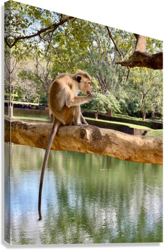 Monkey on a Branch Canvas Print