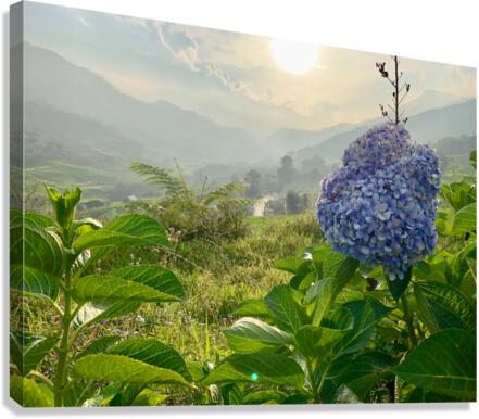 Purple Flowers for Sunset Canvas Print