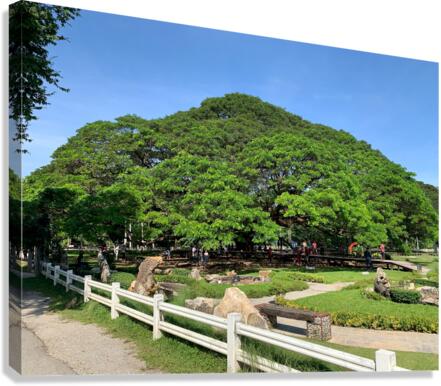 Giant Raintree 1 Canvas Print