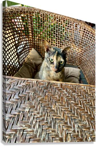 Dating a Cat Canvas Print