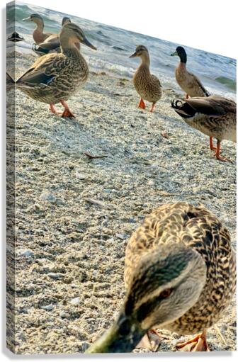 Ducks on the Beach Canvas Print
