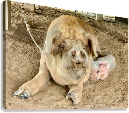 Hello Piggy Canvas Print