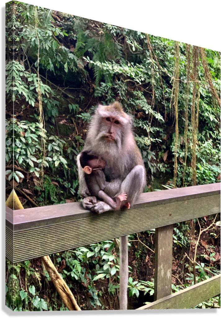 Mama Monkey Canvas Print