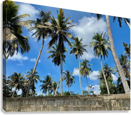 Palm Trees behind the Wall Canvas Print