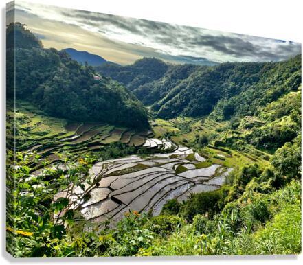 Nice Watery Rice Fields Canvas Print