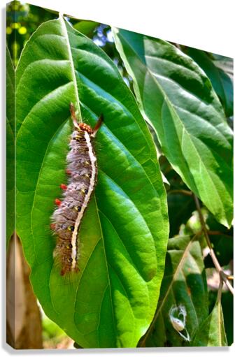Caterpillar on a Leaf Canvas Print