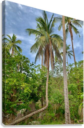 L Palm Tree Canvas Print