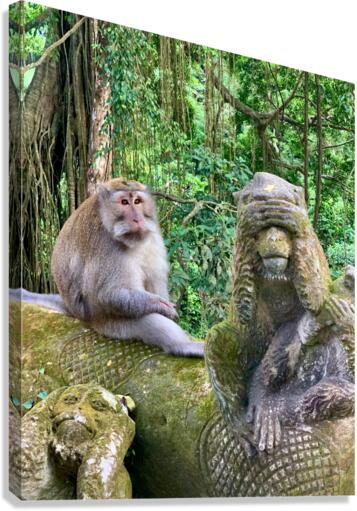Are you for Real Monkey  Canvas Print