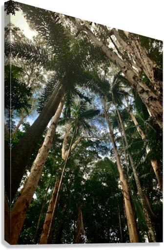 Look Up at the Trees Canvas Print