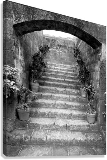 BW Stairs  Plants Canvas Print