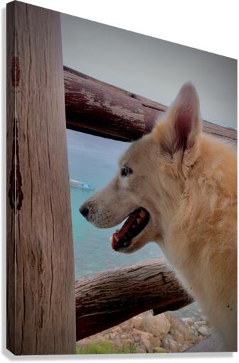 Beatiful White Dog Looking at the Sea Canvas Print