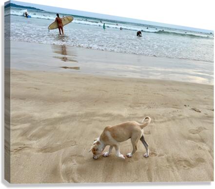 Puppy Walking on the Beach Canvas Print