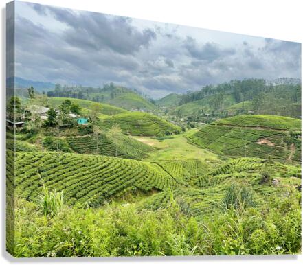 Tea Plantation Hills Canvas Print