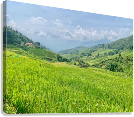 Rice Fields in Sapa 2 Canvas Print