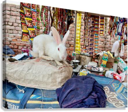 Rabit Magic Canvas Print