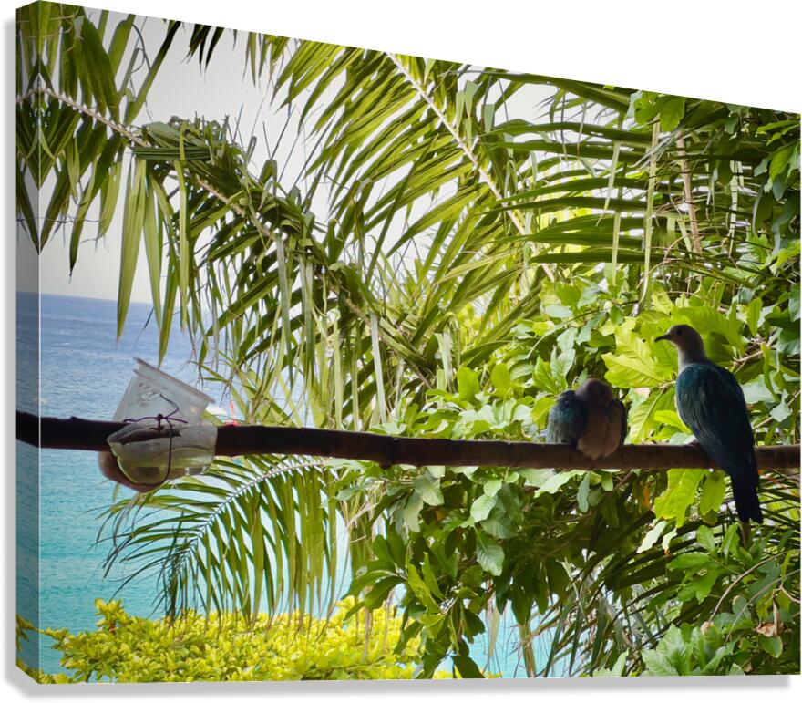 Bird Couple Koh Tao Thailand Canvas Print