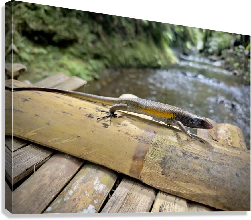 The Lizard Munduk Bali Canvas Print