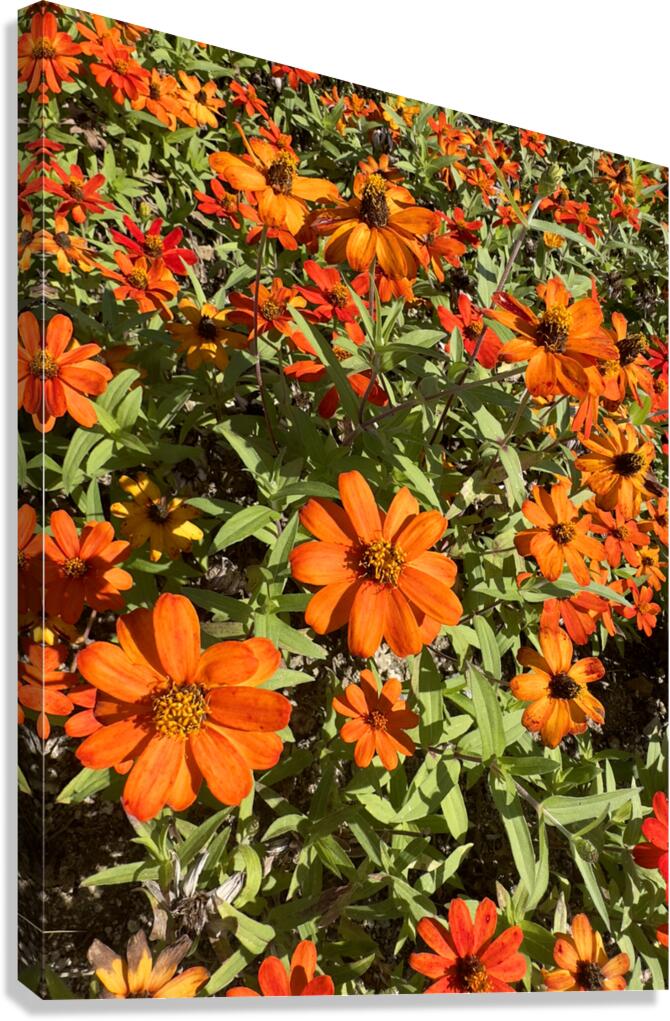 Orange Flowers Seoul South Korea Canvas Print