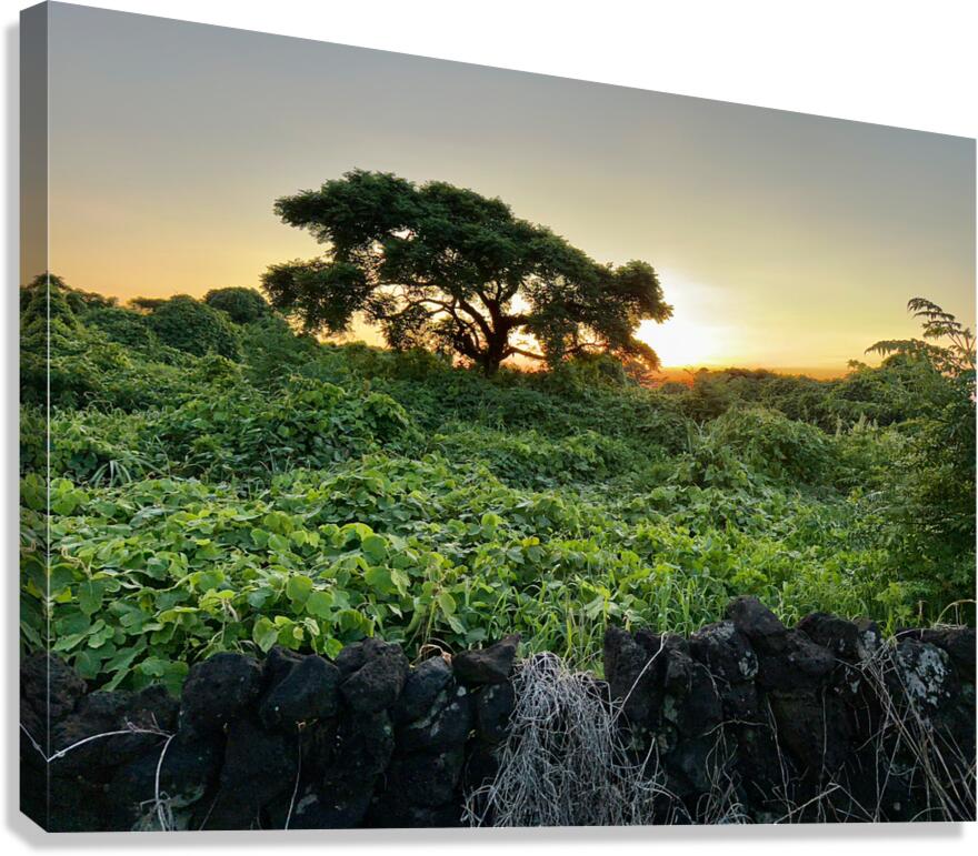 The Sunset Behind Jeju South Korea Canvas Print