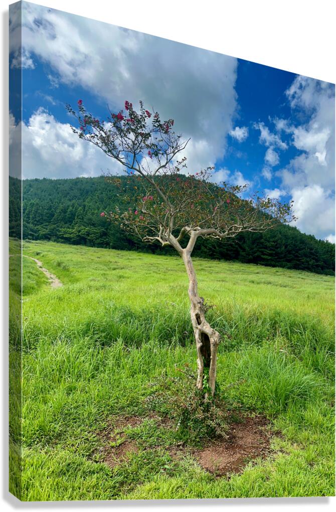 The Tree Jeju South Korea Canvas Print