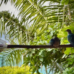 Bird Couple Koh Tao Thailand