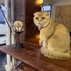 Cuty Cat Jeju South Korea