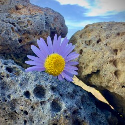 Flower on the Rocks Udo South Korea