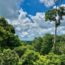 Kabili Sepilok Forest Reserve 1