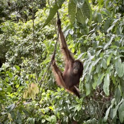 Kabili Sepilok Forest Reserve Orangutans 1