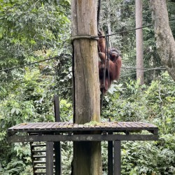 Kabili Sepilok Forest Reserve Orangutans 2