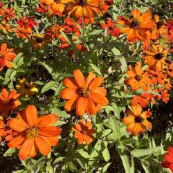 Orange Flowers Seoul South Korea