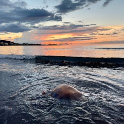 Samyang Beach Sunset Jeju South Korea 6