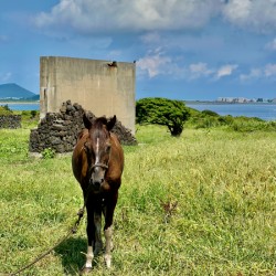 Seopjikoji Jeju South Korea 2
