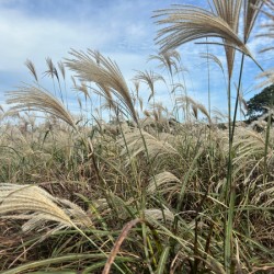 Stone Park Jeju South Korea 1