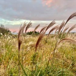 Stone Park Jeju South Korea 10
