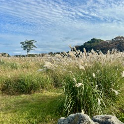 Stone Park Jeju South Korea 2