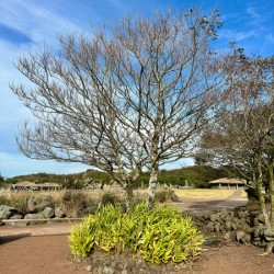 Stone Park Jeju South Korea 5