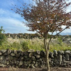 Stone Park Jeju South Korea 6