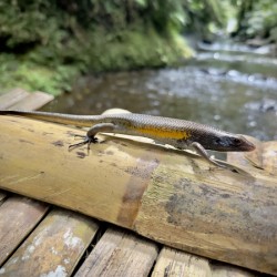 The Lizard Munduk Bali