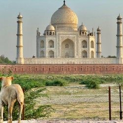 The Taj Mahal Collection 9