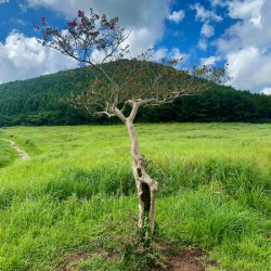 The Tree Jeju South Korea