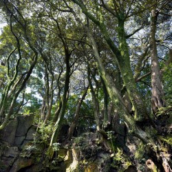 Trees Roots Jeju South Korea