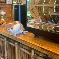 A Cat Named Cappucino