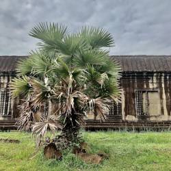 Angkor Wat Temple 16