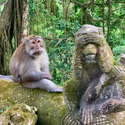 Are you for Real Monkey 