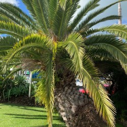 Baby Palm Tree