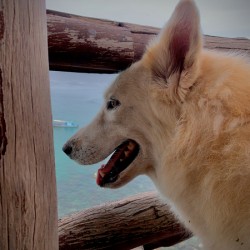 Beatiful White Dog Looking at the Sea
