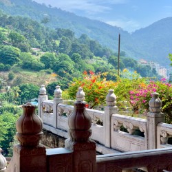 Beautiful Flowers on the Balcony with a View